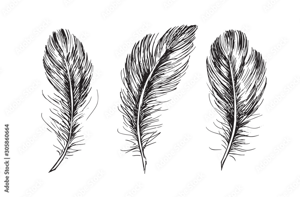 Feather set on white background Feather set on white background
