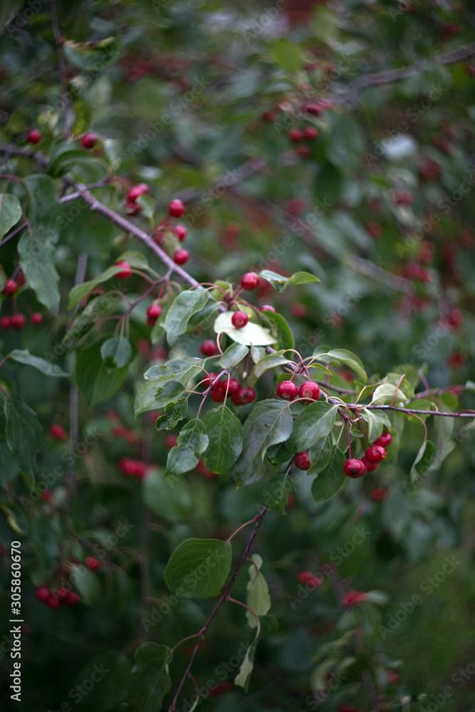 Obraz premium red berries on a branch
