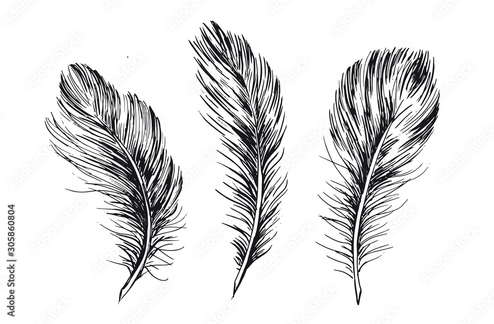 Feather set on white background Feather set on white background