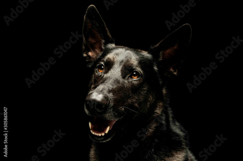 Portrait of an adorable german shepherd © kisscsanad