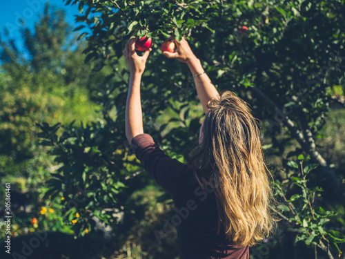Photo Young woman picking apples on sunny day