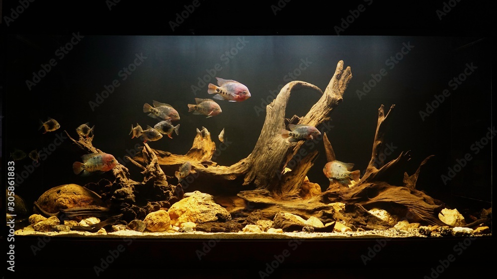 Biotope Aquarium Stock 写真 | Adobe Stock