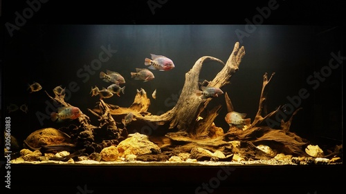 Biotope Aquarium photo