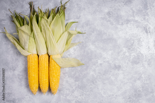 Fresh maize corn, close up, on gray background with copy space
