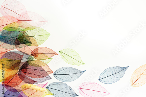 colored leaf skeletons on white background