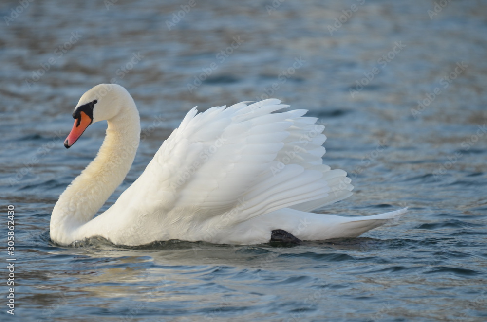 Naklejka premium white swan