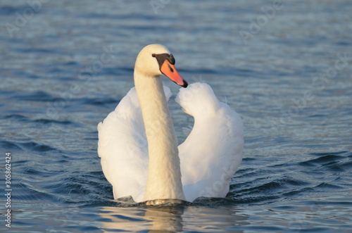 swan at the river