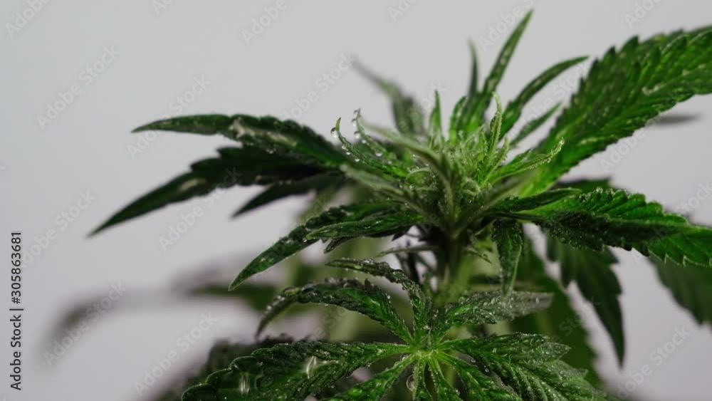 Blooming female marijuana sprout develops in the wind against a ballroom background. 4k. close up. production of medical cannabis Blooming female marijuana sprout develops in the wind against a ballroom background. 4k. close up. production of medical cannabis