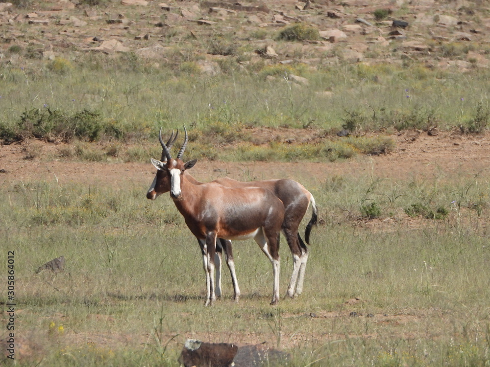 Fototapeta premium Blesbok in Mountain Zebra NP