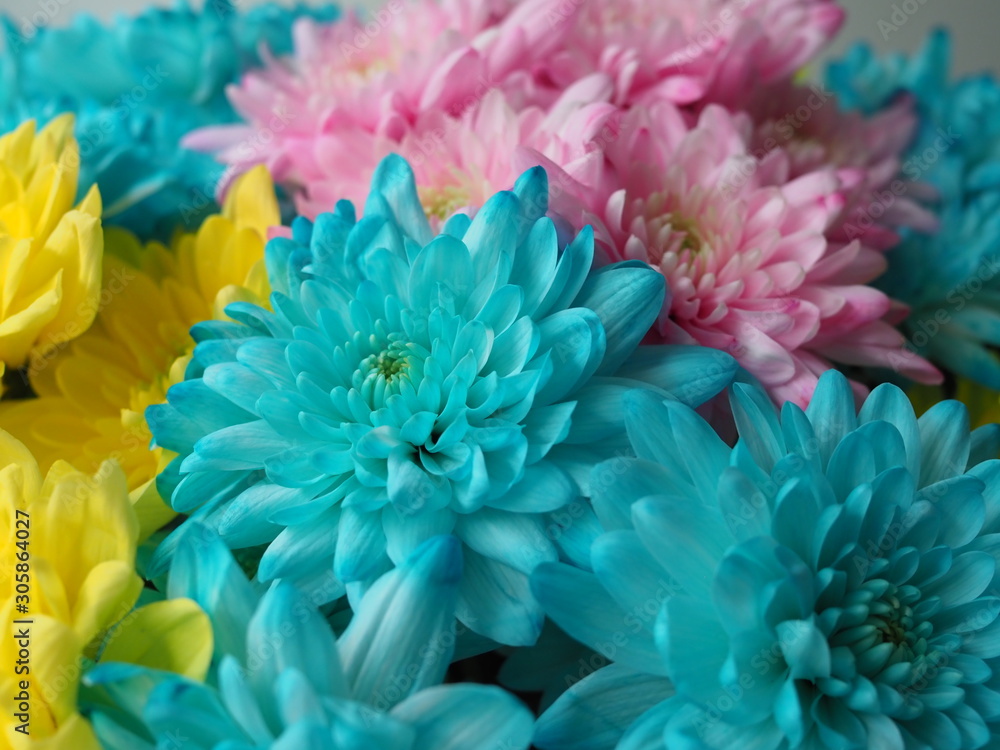 Multi-colored chrysanthemums. Motley rainbow bouquet. Blue, yellow, white, pink flowers. Flower background