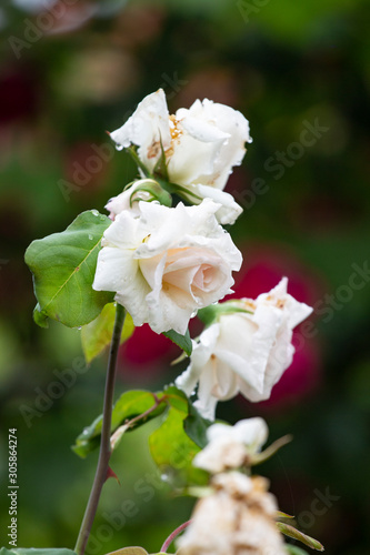 Beautiful flower rose blossom in nature garden with and green leaves, blur background. Detail of white roses in the garden.