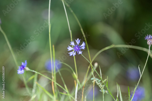 Purple color blossom, green small leaves, blurry and natural background