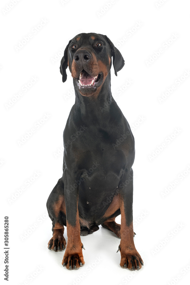Obraz premium doberman pinscher in studio