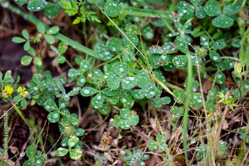 Cloverleaf and raindrops close up, green background, fresh nature