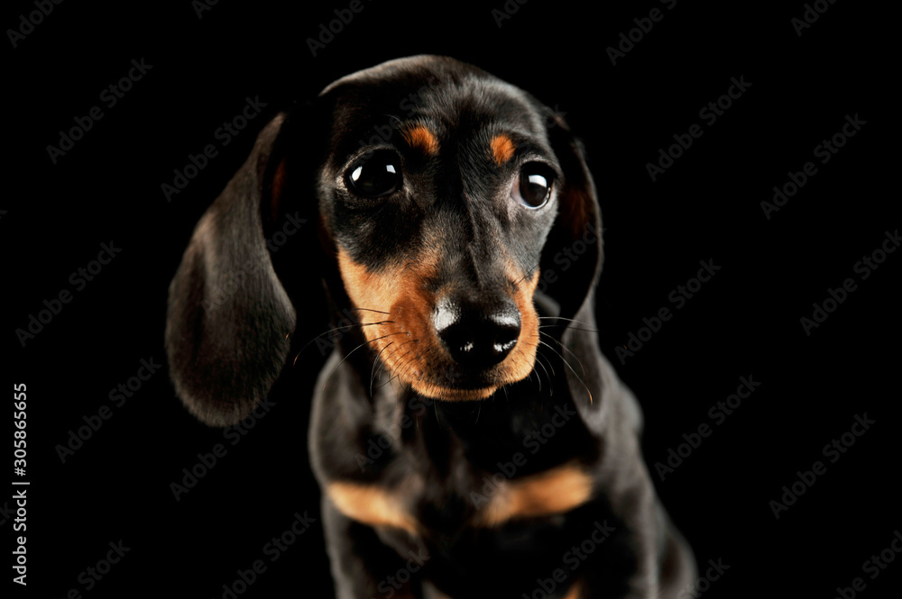 Portrait of and adorable Dachshund puppy