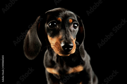 Fototapeta Naklejka Na Ścianę i Meble -  Portrait of and adorable Dachshund puppy