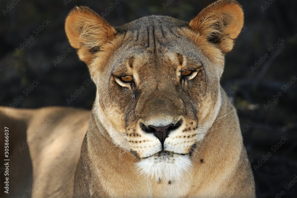 Lioness (Panthera leo) laying in sand in Kalahari Desert. Lioness (Panthera leo) laying in sand in Kalahari Desert.