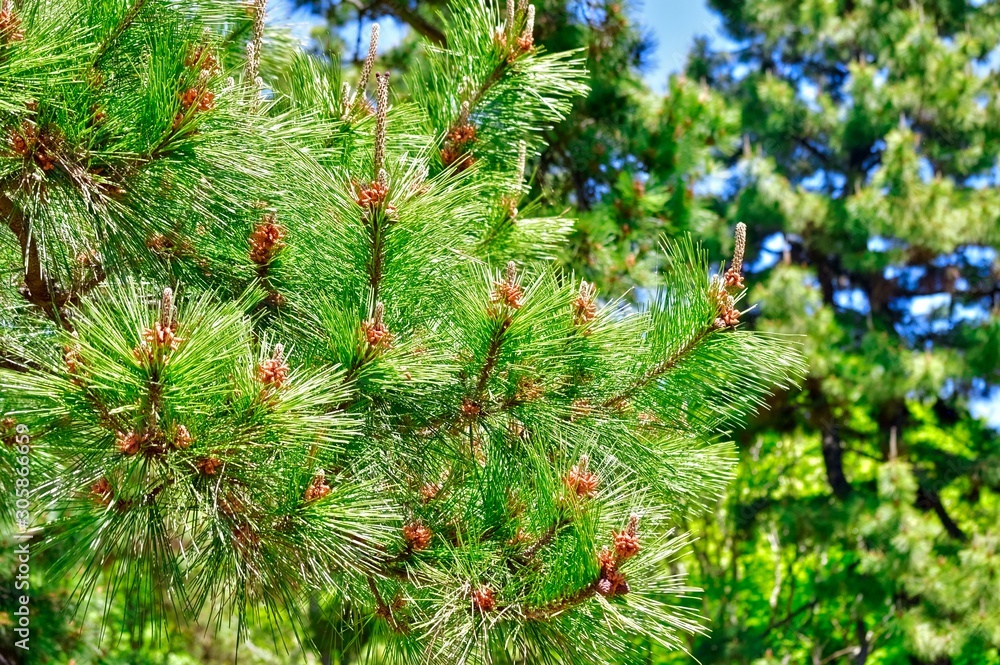 背景をぼかして、クロマツの枝の梢を撮影した写真 背景をぼかして、クロマツの枝の梢を撮影した写真