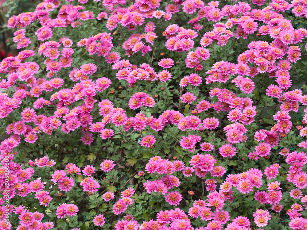 小菊 小菊