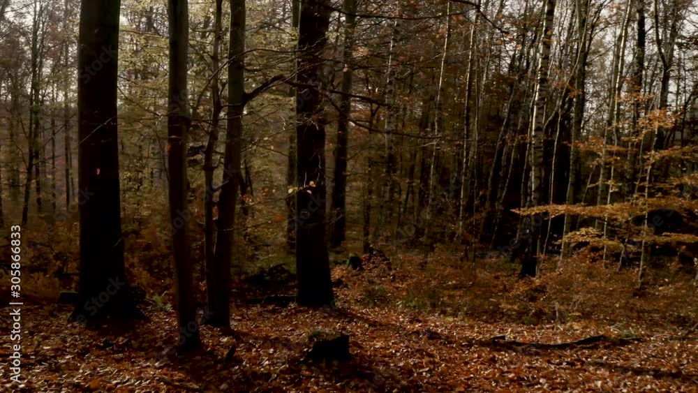 Drone flying in between trees in the Harz national park in autumn with red an orange leaves falling to the ground, Germany, Europe Drone flying in between trees in the Harz national park in autumn with red an orange leaves falling to the ground, Germany, Europe