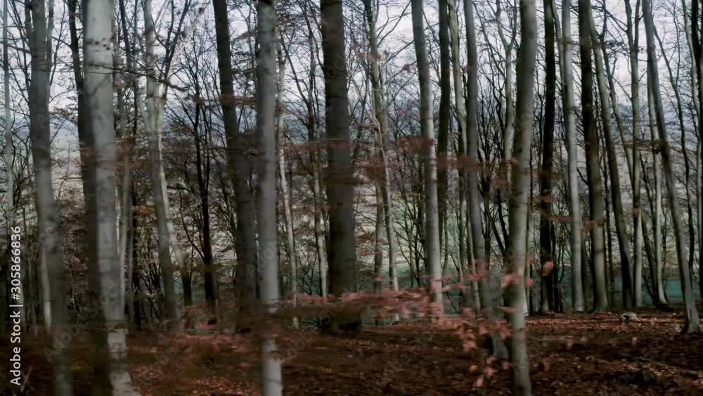 Drone flying in between trees in the Harz national park in autumn with red an orange leaves falling to the ground, Germany, Europe Drone flying in between trees in the Harz national park in autumn with red an orange leaves falling to the ground, Germany, Europe