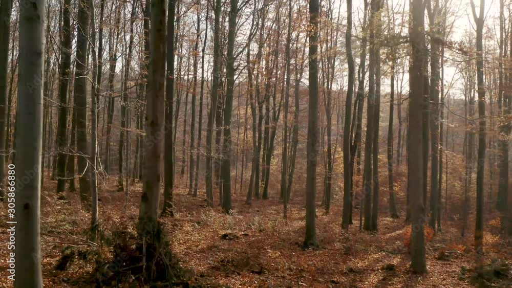 Drone flying in between trees in the Harz national park in autumn with red an orange leaves falling to the ground, Germany, Europe Drone flying in between trees in the Harz national park in autumn with red an orange leaves falling to the ground, Germany, Europe