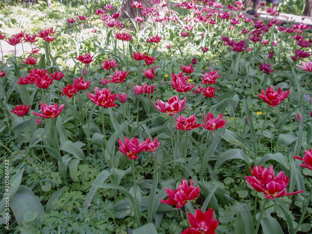 Flowerbed with blooming pink double tulips on the green grass in the sunlight