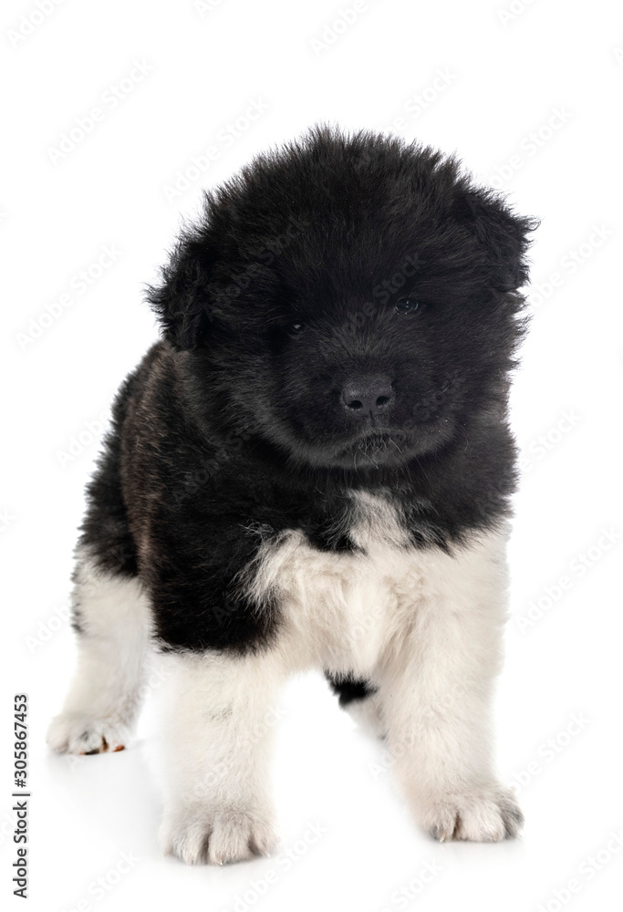 puppy american akita puppy american akita