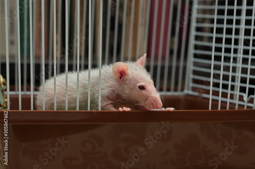 A small rat sitting in an iron cage.