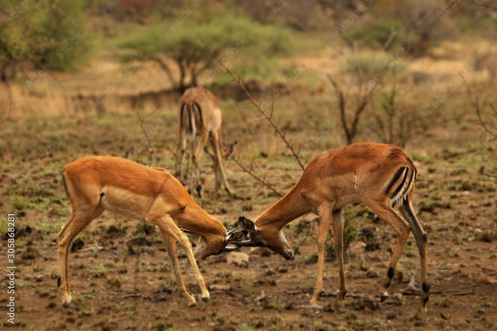Two impalas (Aepyceros melampus) males fighting. Two impalas (Aepyceros melampus) males fighting.