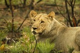 The Lioness (Panthera leo) lying in the bush with green grass around.