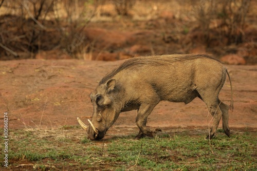 Photography The common warthog (Phacochoerus africanus) going to the waterhole