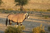 Gemsbok (Oryx gazela) staying in the green grass on the Kalahari desert.