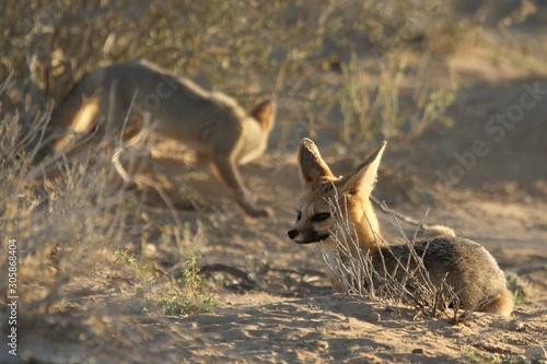 Cape fox  Vulpes chama  in evening sun with the puppy and dry yellow grass.