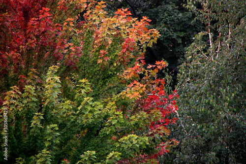 Autumn in an urban forest
