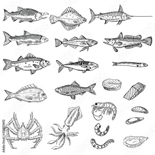 Set of sea animals. Vector cartoon illustrations. Isolated objects on a white background. Seafood. Hand-drawn style.