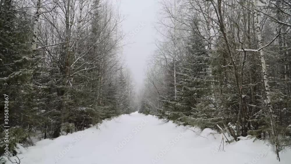 Dreamlike winter forest covered with snow and ice. Frosty branches outdoors. Walking through the cold wood. Dreamlike winter forest covered with snow and ice. Frosty branches outdoors. Walking through the cold wood.