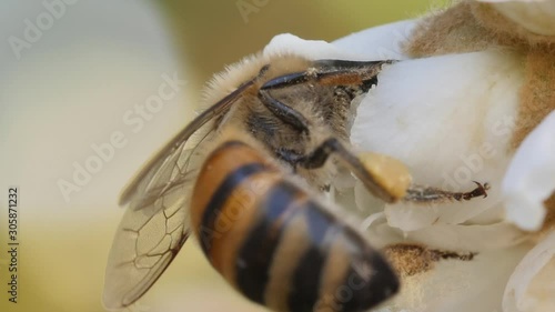 Macro shot of a bee collecting pollen and storing it in it's saddlebags on the hind legs.