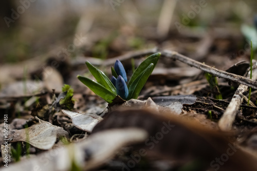 Spring, a small blue snowdrop flower grows in the garden, in dry grass.