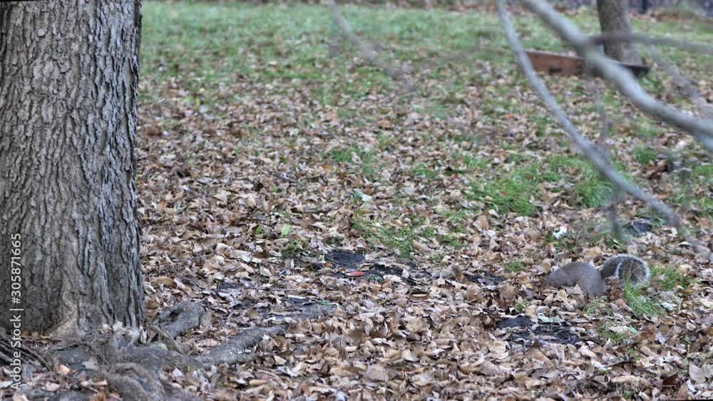 A common gray squirrel with bushy tail digs and ruffles through autumn leaves on the green grass and dirt using its head near a tree trunk. A common gray squirrel with bushy tail digs and ruffles through autumn leaves on the green grass and dirt using its head near a tree trunk.