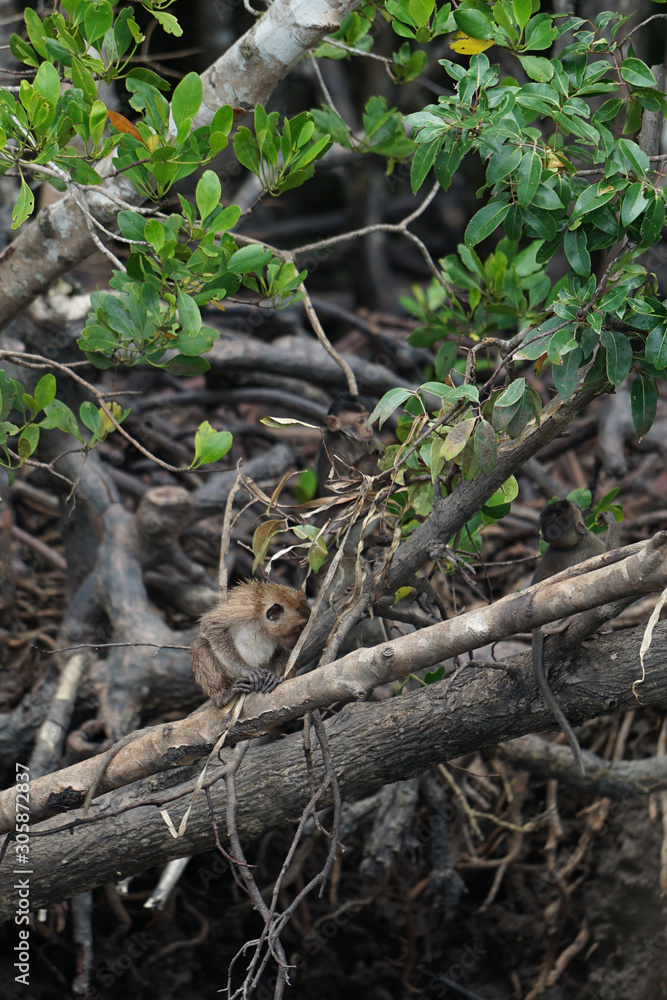 Selective focus on monkeys sit on the roots of mangrove trees with blurred jungle in background Selective focus on monkeys sit on the roots of mangrove trees with blurred jungle in background