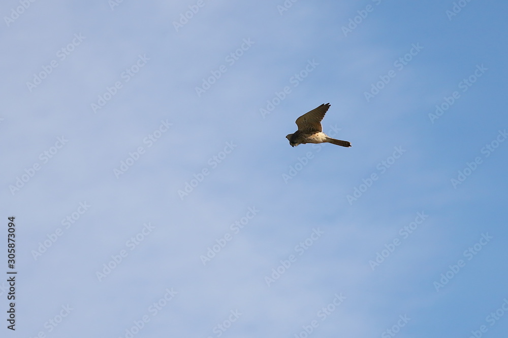 Common kestrel (Falco tinnunculus) hunting in the wilds. Bird of prey flying in natural habitat. Common kestrel (Falco tinnunculus) hunting in the wilds. Bird of prey flying in natural habitat.
