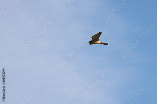 Common kestrel  Falco tinnunculus  hunting in the wilds. Bird of prey flying in natural habitat.