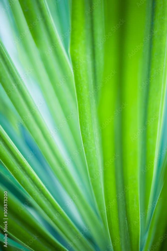 Closeup of green leaf in garden. Closeup of green leaf in garden.