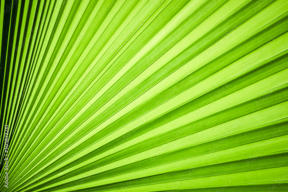 Closeup of green leaf in garden. Closeup of green leaf in garden.