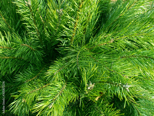 Green fir.