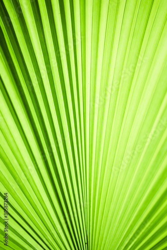 Closeup of green leaf in garden.