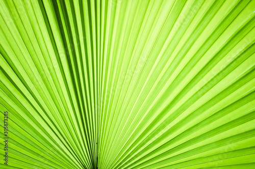 Closeup of green leaf in garden.
