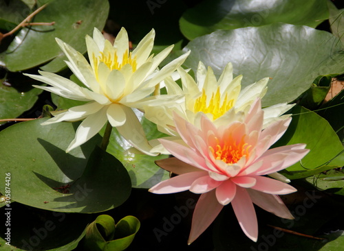 pink water lily in pond