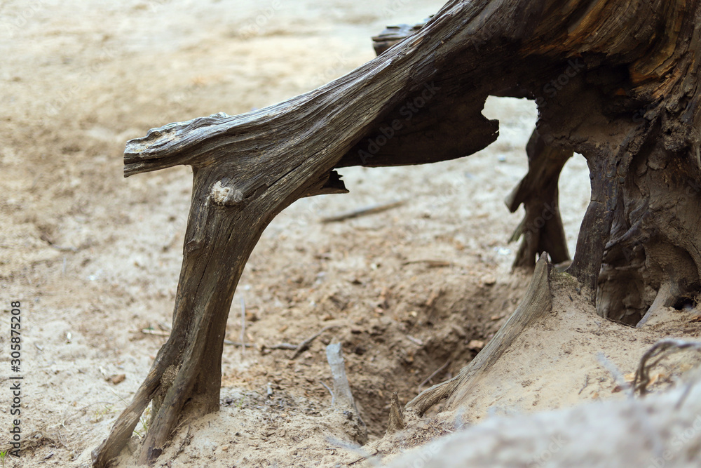 the root of an old tree stump the root of an old tree stump